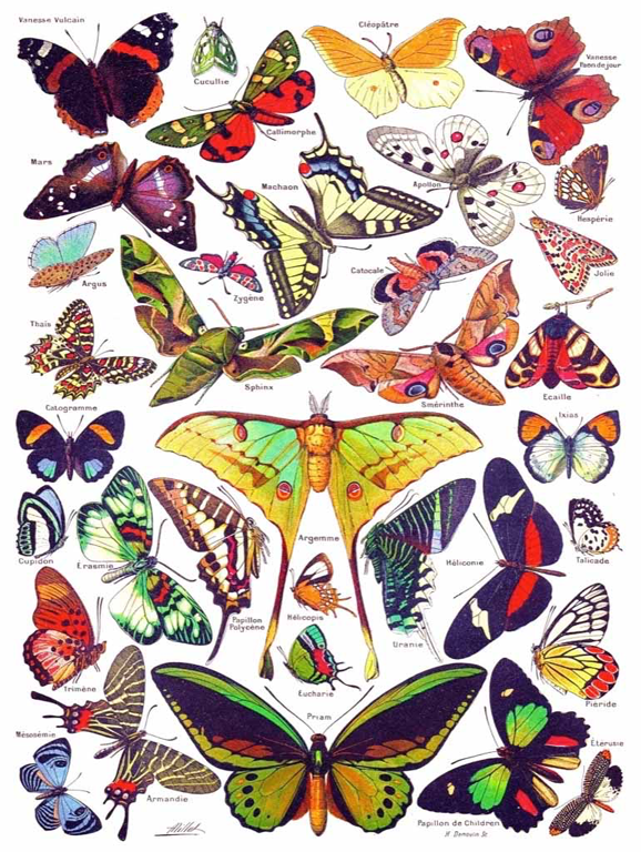 New York Puzzle Company - Butterflies