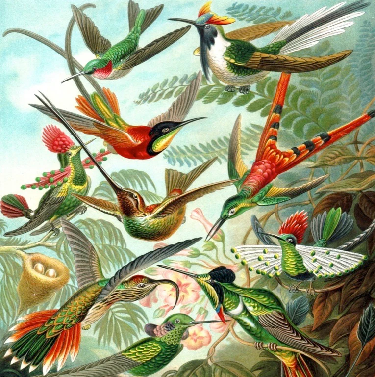New York Puzzle Company - Hummingbirds