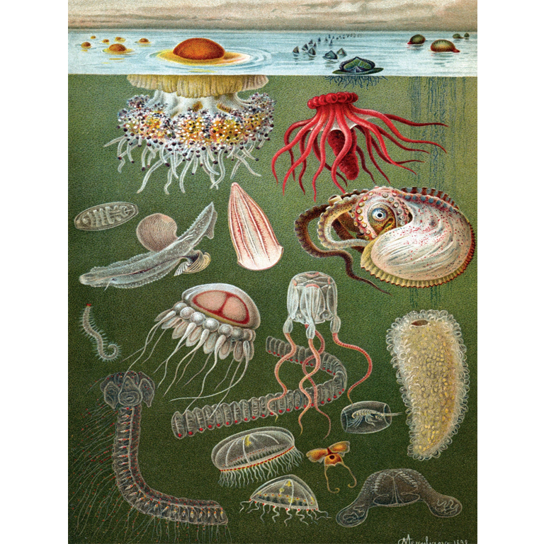 New York Puzzle Company - Under The Sea