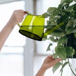 Abbott Slender Watering Can