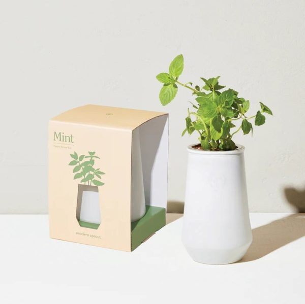 Modern Sprout Tumbler Grow Kit – Mint